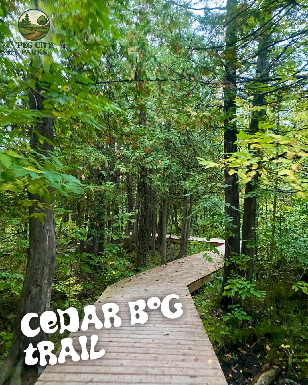 Image of the boardwalk on the Cedar Bog Trail in Birds Hill Park