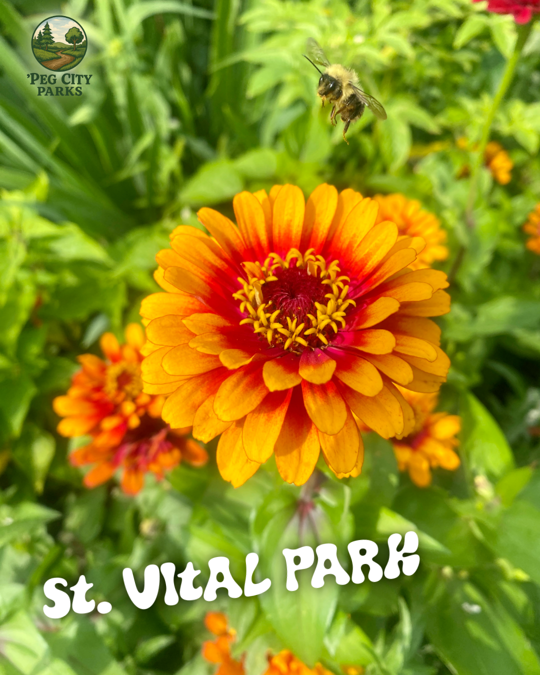 Image of a flower and bee at St. Vital Park